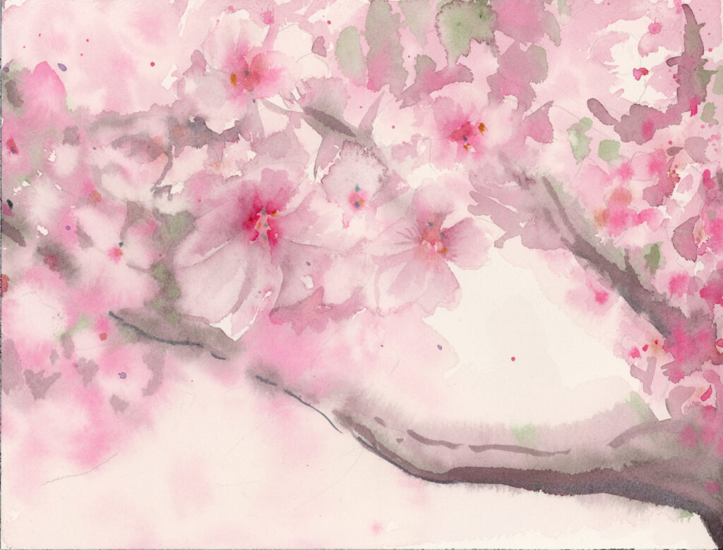 Cerisiers - Modèle 1